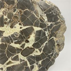 Septarian slice, polished, with a calcite centre and argonite/siderite lines within limestone rock, L26cm, W19cm