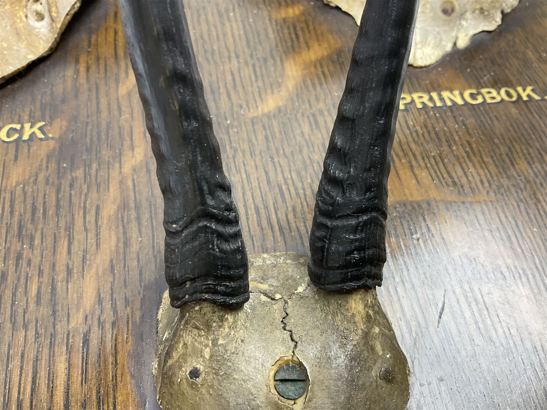 Antlers/horns; Bushbuck (Tragelaphus sylvaticus),  Duiker Buck (Sylvicapra grimmia) and Springbok (Antidorcas marsupialis), three pairs of adult antlers upon an oak shield, shield H38cm 