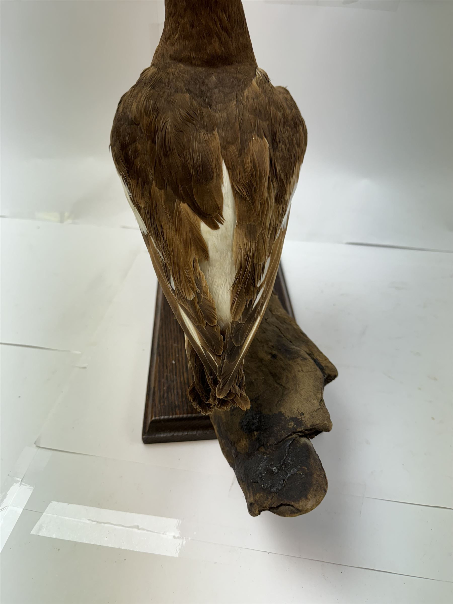 Taxidermy; Oystercatcher (Haematopus ostralegus), stoop upon driftwood upon a stepped wooden base, H35cm 