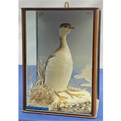 Taxidermy: Victorian cased Slavonian Gre