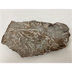 Crinoid sea bed plaque, with partial Scyphocrinites crinoid specimen, age; Silurian period, location; Morocco, L32cm L17cm 