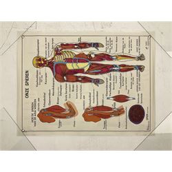 Five early 1980s Dutch medical posters, double sided decorated with colourful label anatomical diagrams, marked Hebri, Holland, W70cm H92cm