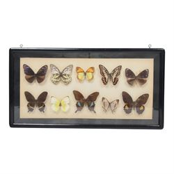 Entomology; group of framed butterfly and moth specimens, including Attocas Atlas, Papilio takasago, Atropaneura horishanus, Euploea muciber etc, in three frames 