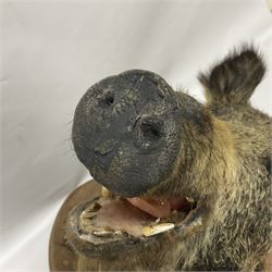 Taxidermy: European Wild Boar (Sus scrofa), adult male shoulder mount looking straight ahead mouth agape, mounted upon a wooden shield, D52cm