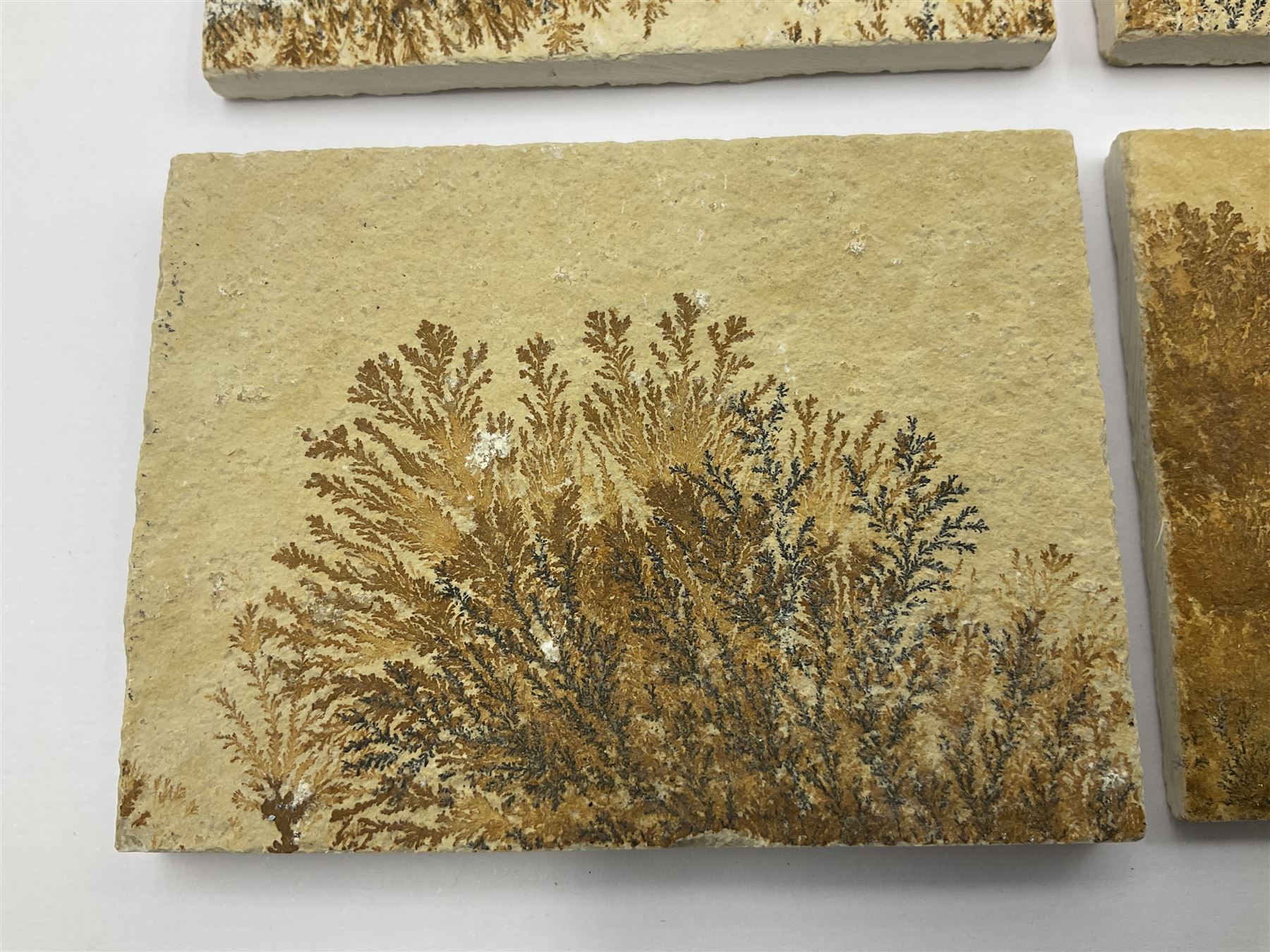 Six dendrite crystals each in an individual sandstone plaque, each plaque H6cm, L8cm