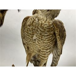 Taxidermy: Long-eared Owl (Asio otus), full adult mount upon a cut tree branch, together with European Sparrowhawk (Accipiter nisus), full adult mount, upon a branch in a naturalistic setting, owl H36cm 