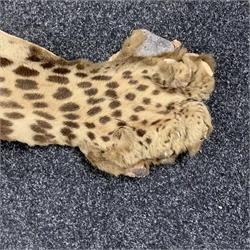 Taxidermy: Early 20th century Leopard flat skin rug with limbs outstretched, L225cm, W165cm