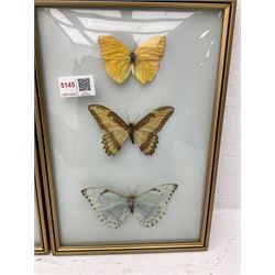Entomology: two glazed displays of butterflies, H31.5cm