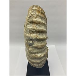 Large ammonite fossil, mounted upon a rectangular wooden base, age; Cretaceous period, location; Morocco, H40cm