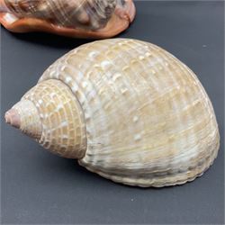 Conchology: selection of shells, including gold pearl oyster shell, mother of pearl turbo marmaratus shell, Cypraecassis Rufa red helmet shell, Mitre shell, Paua shell and others, largest D19cm