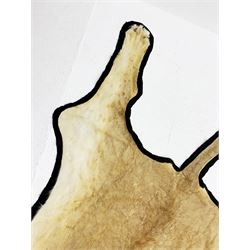 Taxidermy: African Lioness (Panthera Leo), full lioness skin and head mount, with black felt backing, L279cm