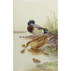  Ducks and Chicks, two 20th century watercolours signed and dated '20 by Walter Till, Across the Fields, limited edition engraving No.144/150 signed in pencil by Kathleen Caddick (British 1937-) and Lady Sat on a Balcony, over painted print of a max 40cm x 48cm (4)  
