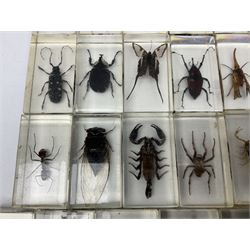 Entomology; collection of thirty nine insect specimens, each in an acrylic block, to include rhinoceros beetle, Ischiopsopha beetle, Praying mantis, scorpions etc 