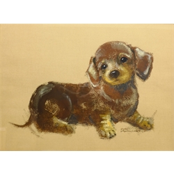 Pollyanna Pickering (British 1942-2018): Study of a Puppy, mixed media signed 44cm x 60cm