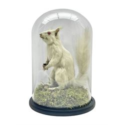 Taxidermy: Victorian albino Squirrel (Sc