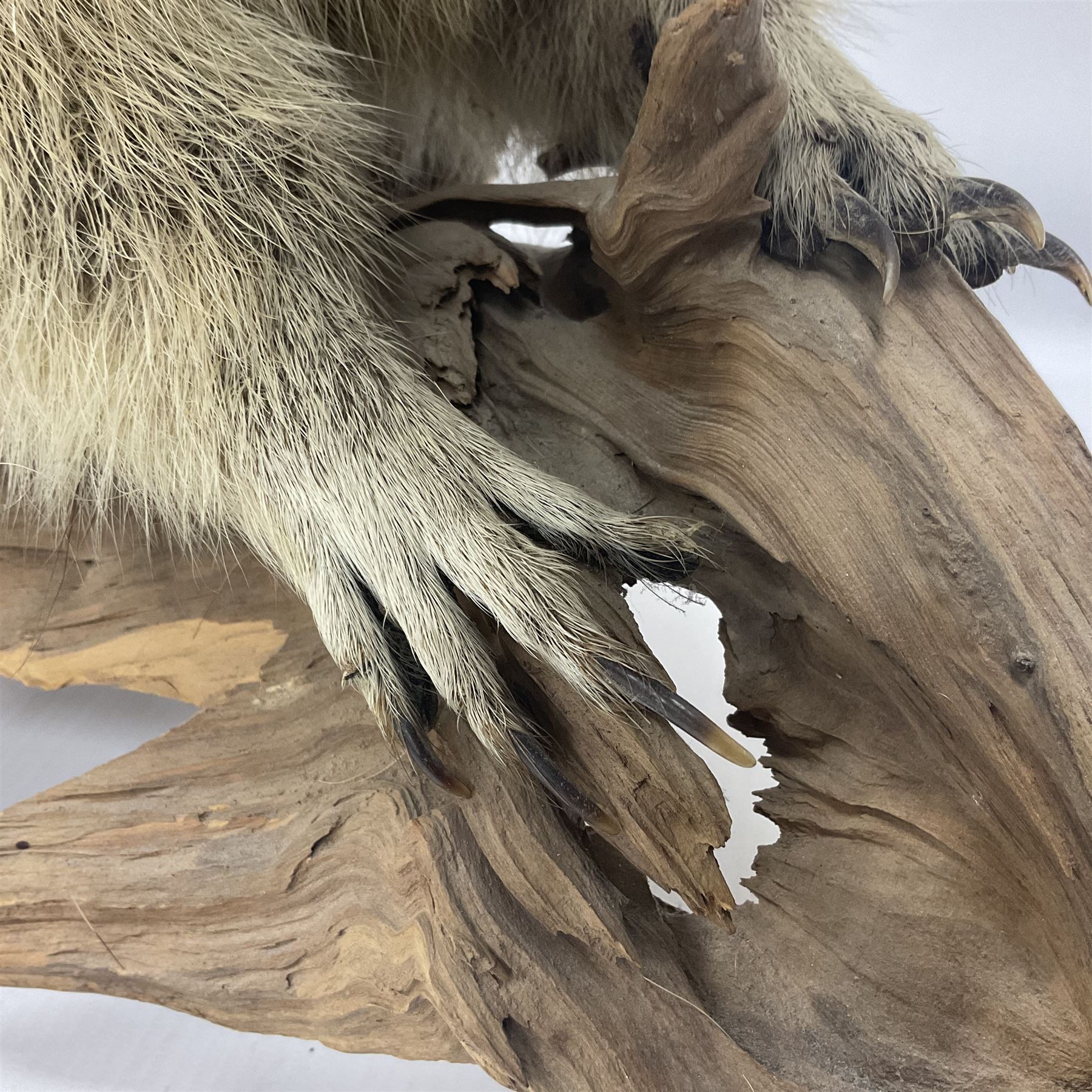Taxidermy: Alpine Marmot (Marmota marmota), full adult mount stood upon a wooden base, H29cm 