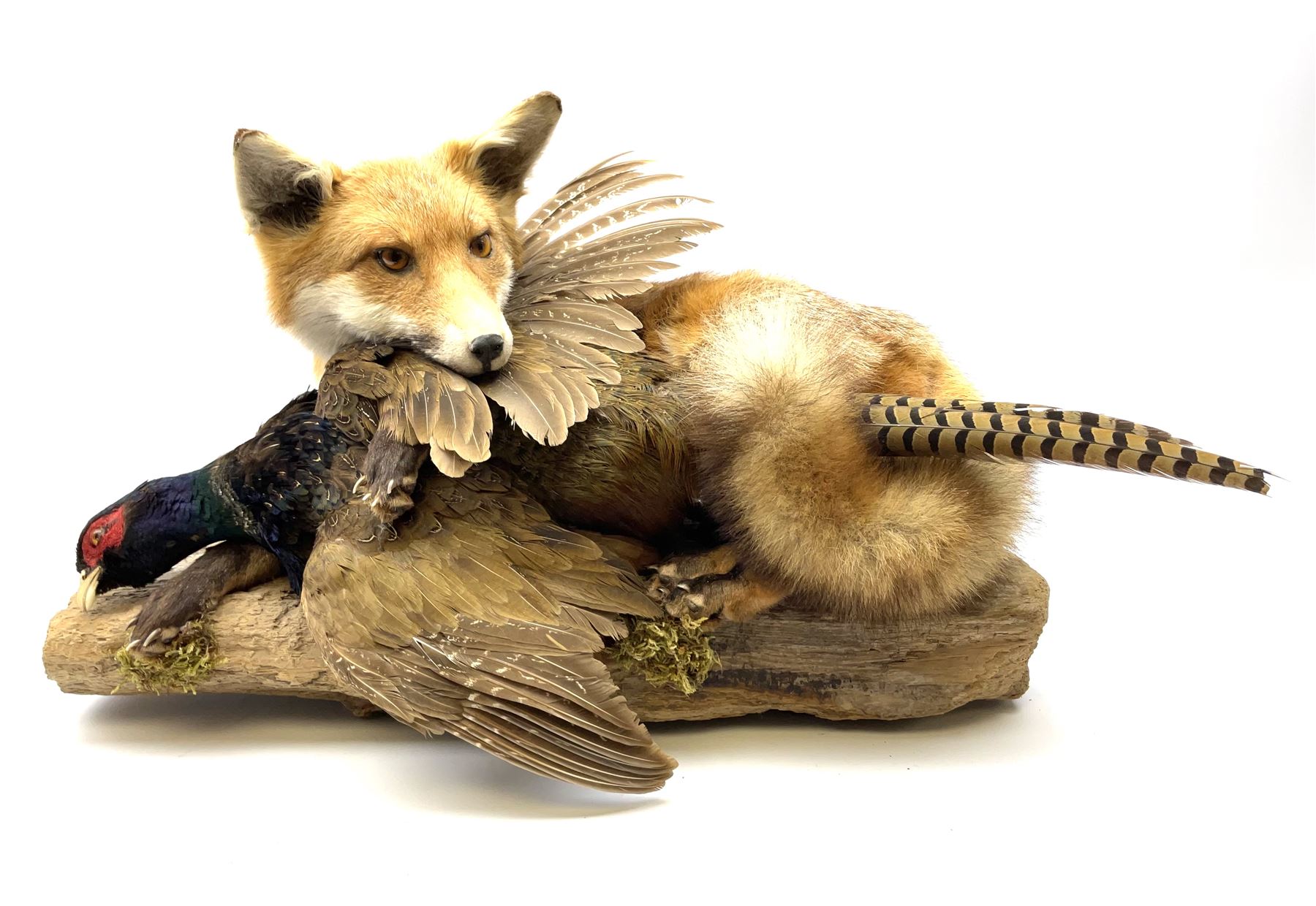 Taxidermy: Red Fox (Vulpes vulpes) with cock pheasant (Phasianus colchicus), open display upon tree mount detailed with moss, mount L64cm  