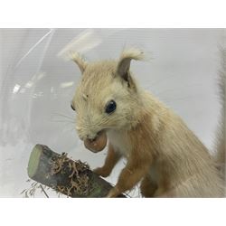 Taxidermy: Victorian cased Red Squirrel (Sciurus vulgaris), full mount adult, upon a tree branch with a naturalistic ground, enclosed beneath a period oval glass dome with ebonised base, raised upon four bun feet, H36cm 