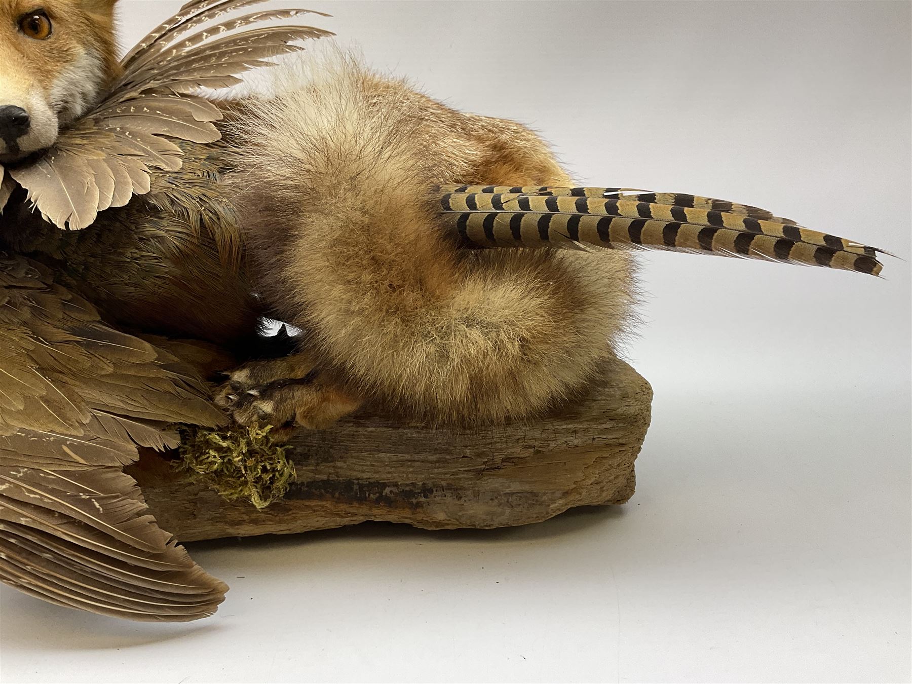 Taxidermy: Red Fox (Vulpes vulpes) with cock pheasant (Phasianus colchicus), open display upon tree mount detailed with moss, mount L64cm  