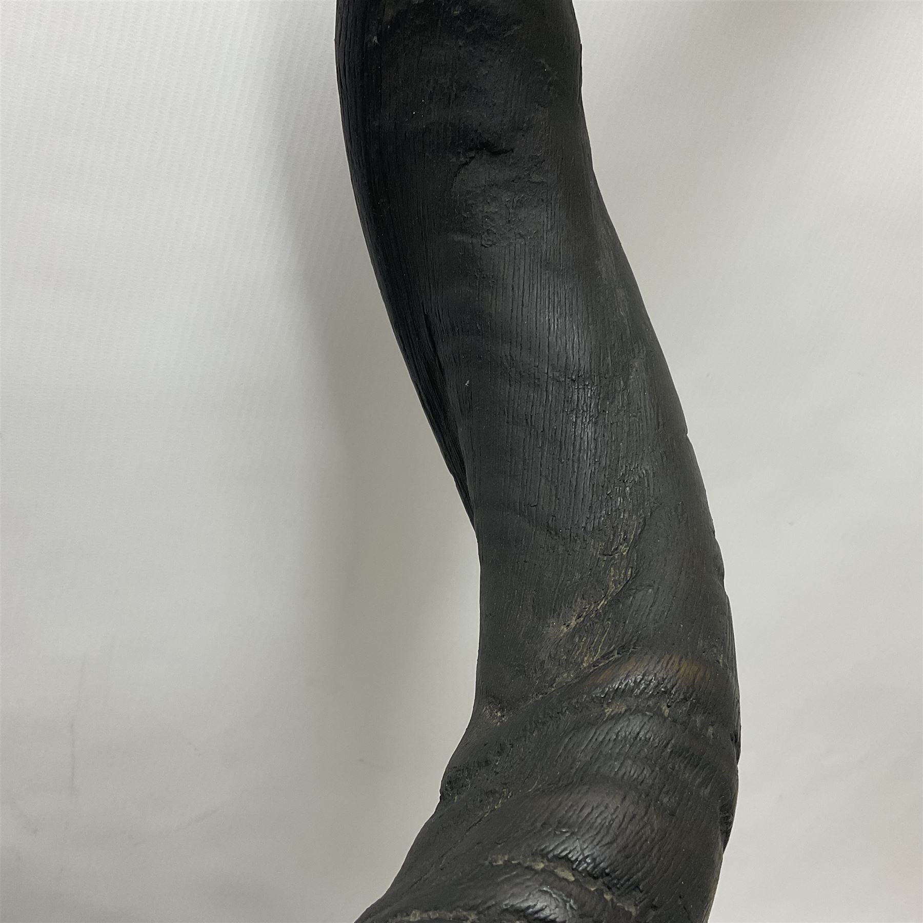 Antlers/Horns: Greater Kudu (Tragelaphus Strepsiceros), Pair of Kudu curved horns on partial skull, mounted on an oak shield, H120cm