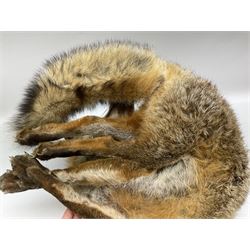 Taxidermy: Fireside red fox (Vulpes vulpes), a full mount adult fox in recumbent position, L44cm. 