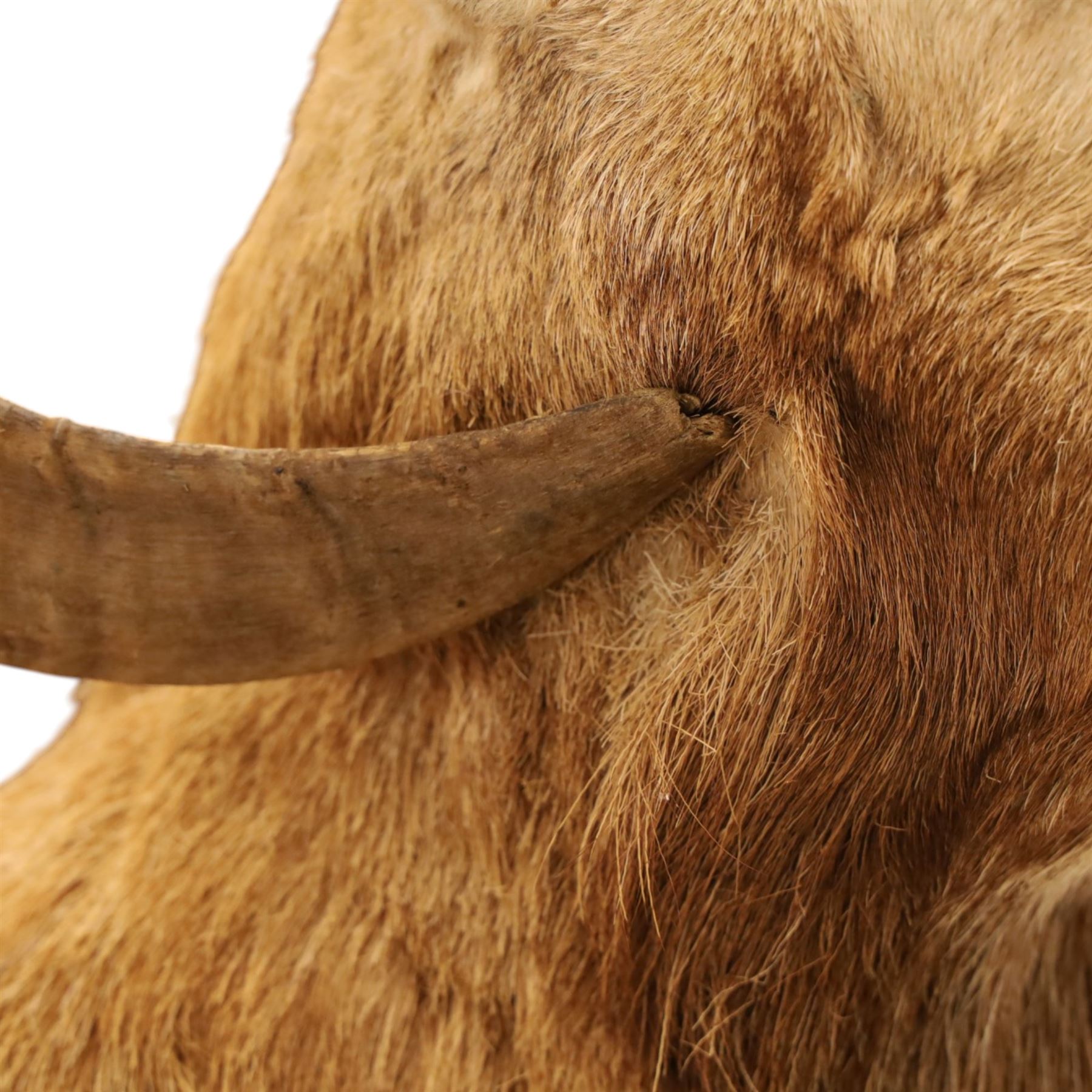 Taxidermy - Mouflon Ram (Ovis gmelini), full adult male mount on open display with front legs raised on naturalistic stand, on raised wooden base, overall W110cm H118cm 