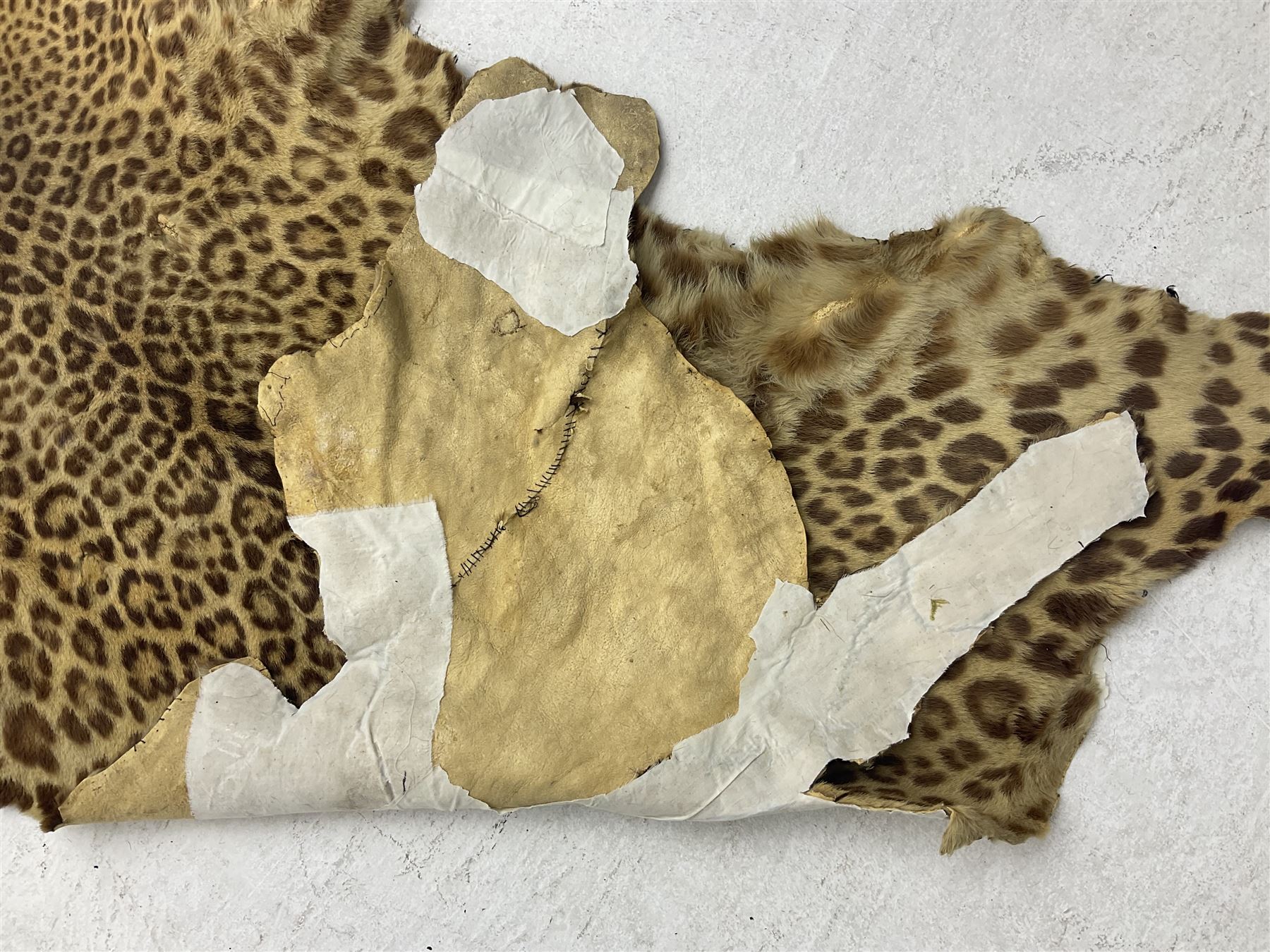 Taxidermy: Early 20th century Indian leopard (Panthera pardus fusca), adult skin rug with head mount, mouth agape, with limbs outstretched, nose to tail L156cm