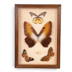 Entomology; four framed displays of various species of butterflies, including Heliconius, Troides, Phoebis etc 