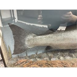 Taxidermy: Large Scottish Salmon (Salmo salar), circa 1885, set above a pebbled river bed with reeds and ferns, against blue painted back drop, enclosed within an ebonised bow-front display case, with paper label verso 'Cased by P.D Malloch, Male salmon 52lbs from the Tay June 1907 first return from the sea, in page 123 Book Life History & Habits of the Salmon Sea Trout & Other Freshwater Fish by P D Malloch 1912, Researched by Fred Buller', L140cm H49cm D33cm
