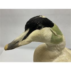 Taxidermy: Common Eider (Somateria Mollisima), full mount drake, upon an oval base, decorated with oyster shells, H42cm
