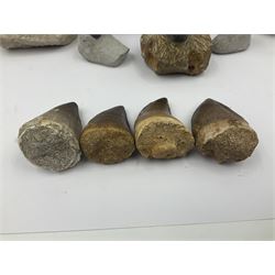 Dragonfly larvae (Libellula doris), together with four Mosasaur teeth, four trilobites (Crotalocephalina gibba) and one other tooth