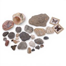 Collection of fossil specimens, together with fossilised wood and polished shell