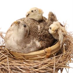 Taxidermy - Mallards, partridge with chicks and one other, all in need of repair 