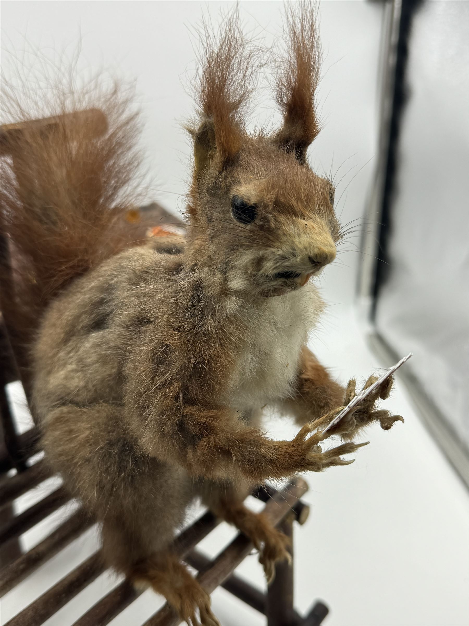 Anthropomorphic Taxidermy: Two red squirrels (Sciurus vulgaris), both seated upon a chair holding playing cards, one smoking a pipe 
