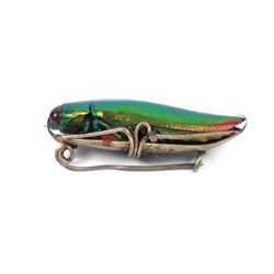 Jewel beetle (Buprestidae) brooch, with gilt metal mounts, together with two unmounted Copper Chafer beetles (Protaetia cuprea)