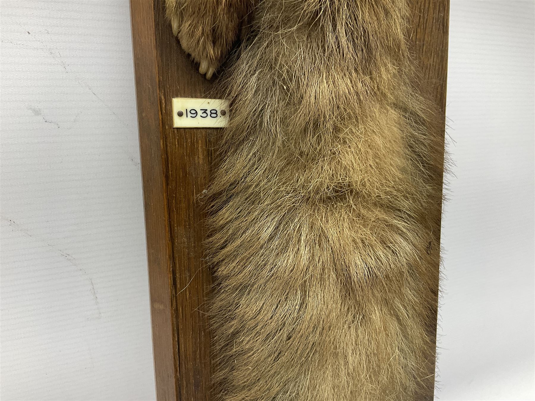 Taxidermy; Red fox (Vulpes Vulpes) tail and paw upon a oak plaque marked 'Staintondale Hunt Feb 23rd 1937', H52cm 