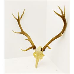 Antlers/Horns: European Red Deer (Cervus Elaphus), adult stag antlers, H82cm