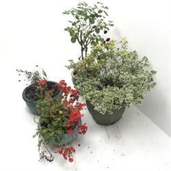  Potted Azalea and Euonymus Silver Queen and three glazed pots (4)  