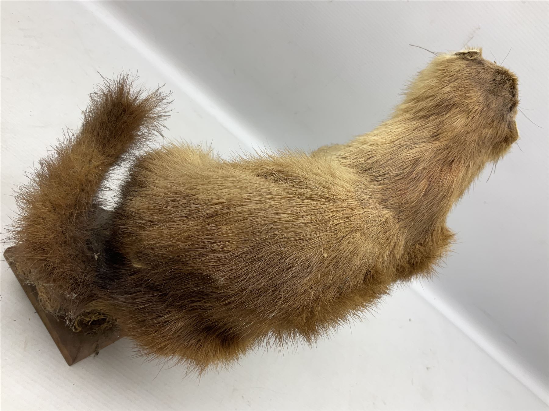 Taxidermy; Pine Marten (Martes martes) or similar, full adult mount mounted on a naturalistic branch, together with a weasel (Mustela) on a wooden plinth, pine marten H34cm