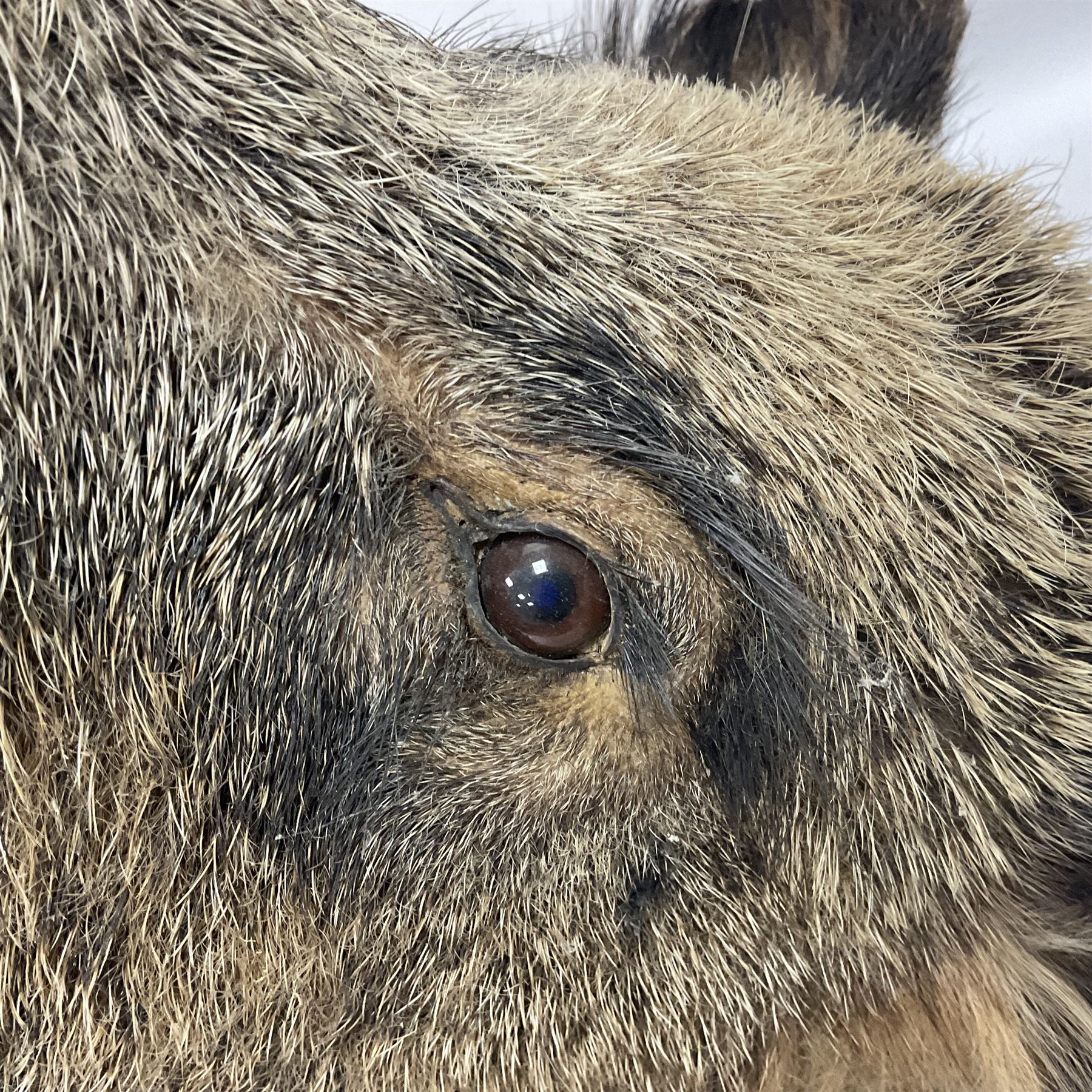 Taxidermy: European Wild Boar (Sus scrofa), adult male shoulder mount looking straight ahead