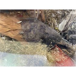 Taxidermy; large Victorian domed taxidermy diorama study of birds, with seventeen specimens including Ring Necked Parakeet, Blue Winged Warbler and Blackbird, the glass dome upon an ebonised wooden base, H77cm, W44cm