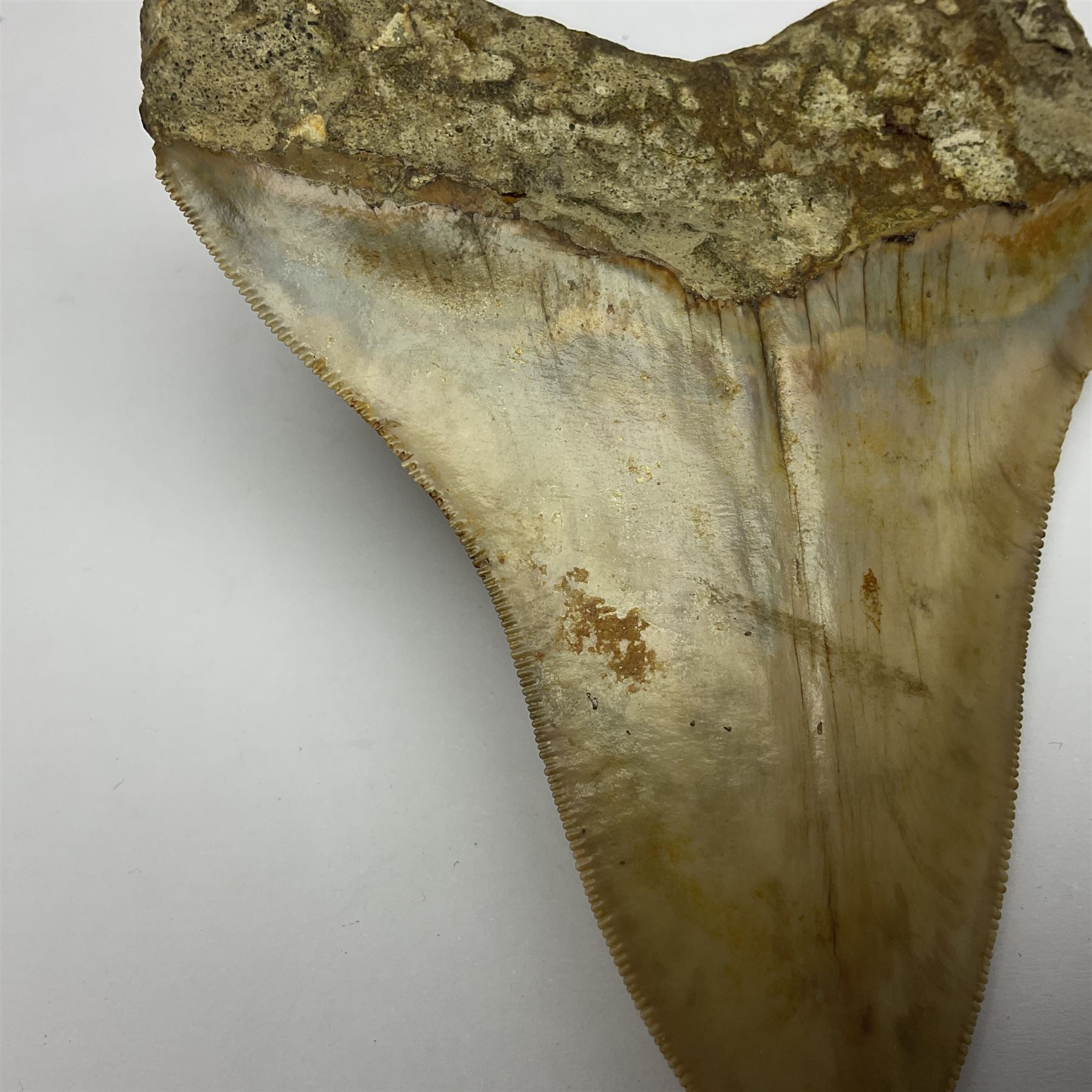 Large Megalodon (Otodus Megalodon) tooth fossil, with fine serrations, age; Miocene period, H11cm, W9cm

Notes; Believed to have grown as large as 18 metres, the Megalodon was the largest shark and one of the most dominant marine predators ever to have existed. It roamed the ancient seas for around 20 million years until their extinction around 3.6 million years ago.  Megalodon teeth vary in colour and ton. influenced and coloured over the millennia by the conditions in which they are preserved