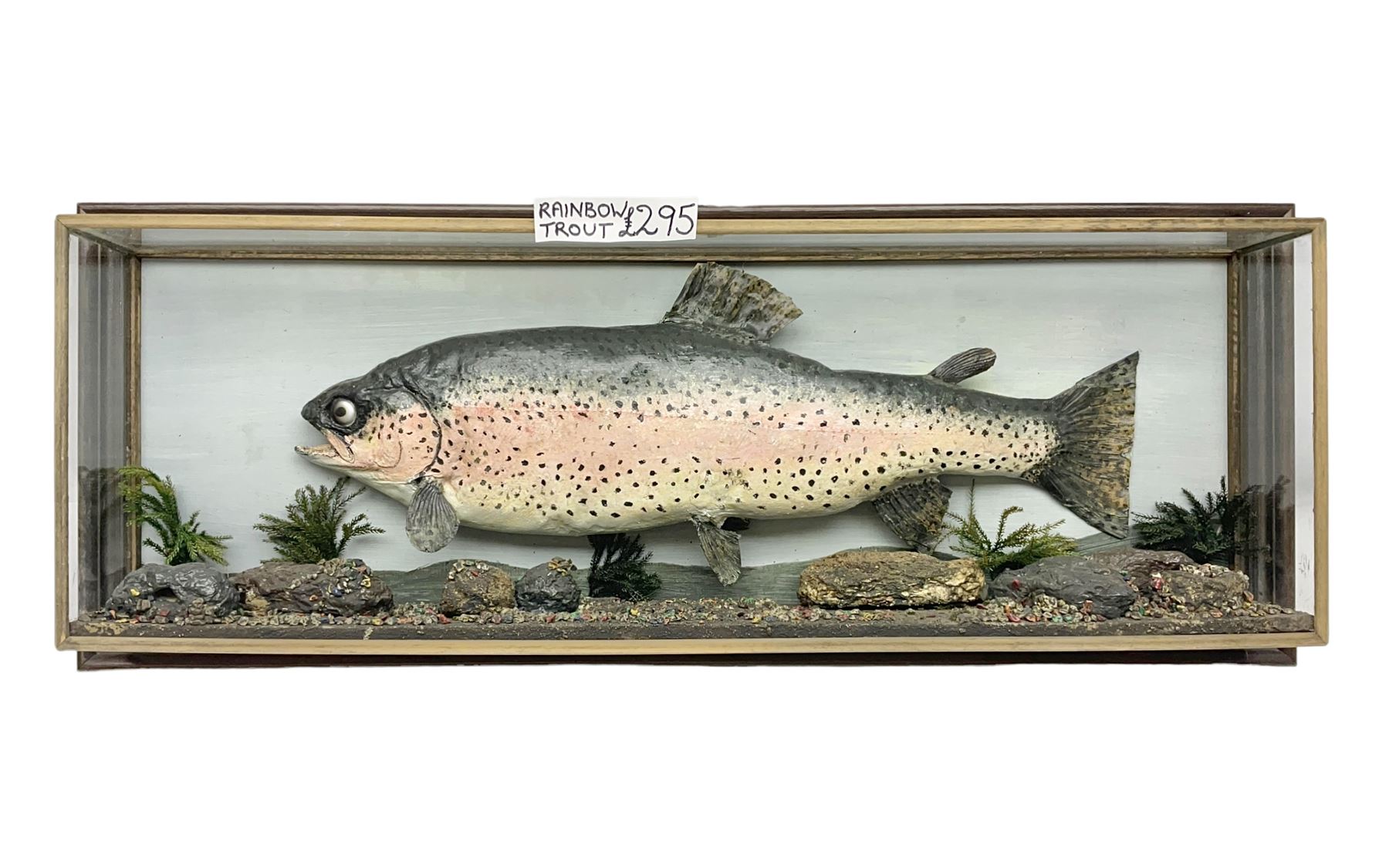 Taxidermy: Rainbow trout (Oncorchynchus mykiss), skin mount set above a pebbled river bed with reeds and grasses, set against blue painted back drop, H34cm, L88cm
