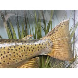 Taxidermy: Brown trout (Salmo trutta), skin mount set above a pebbled river bed with reeds and ferns, against blue painted back drop, enclosed within an ebonised bow-front display case, with 'Costa Beck June 8th 1920, Weight 3 3/4lbs',inscribed to the glass, H31cm, L62cm 