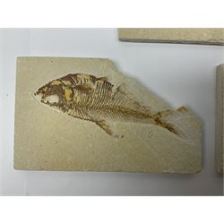 Three fossilised fish (Knightia alta) each in an individual matrix, age; Eocene period, location; Green River Formation, Wyoming, USA, largest matrix H9cm, L15cm