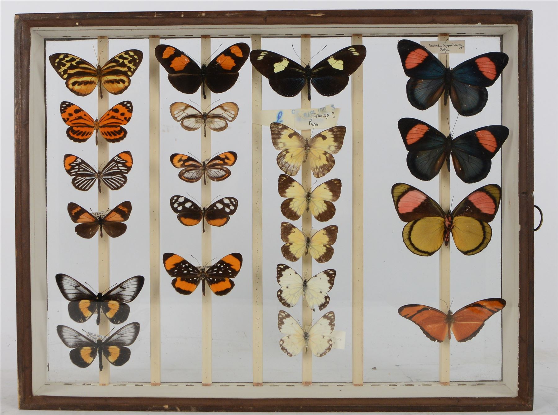 Entomology; British Natural History Museum wartime cabinets with eight double glazed draws with over two hundred butterfly specimens, including Lycaenidae, Dismorphia, Satyridae, Nymphalidae etc, The cabinets were used to house the entire collection of insects from the British Natural History Museum, which in turn were removed from the Museum to a safe place away from the London Blitz during World War Two, there were eight draws to each cabinet which had handles on the top for ease of lifting and transportation.They have adjustable corked wood slats so as to accommodate various size insects (Wing Spans etc), whilst keeping them in neat rows 