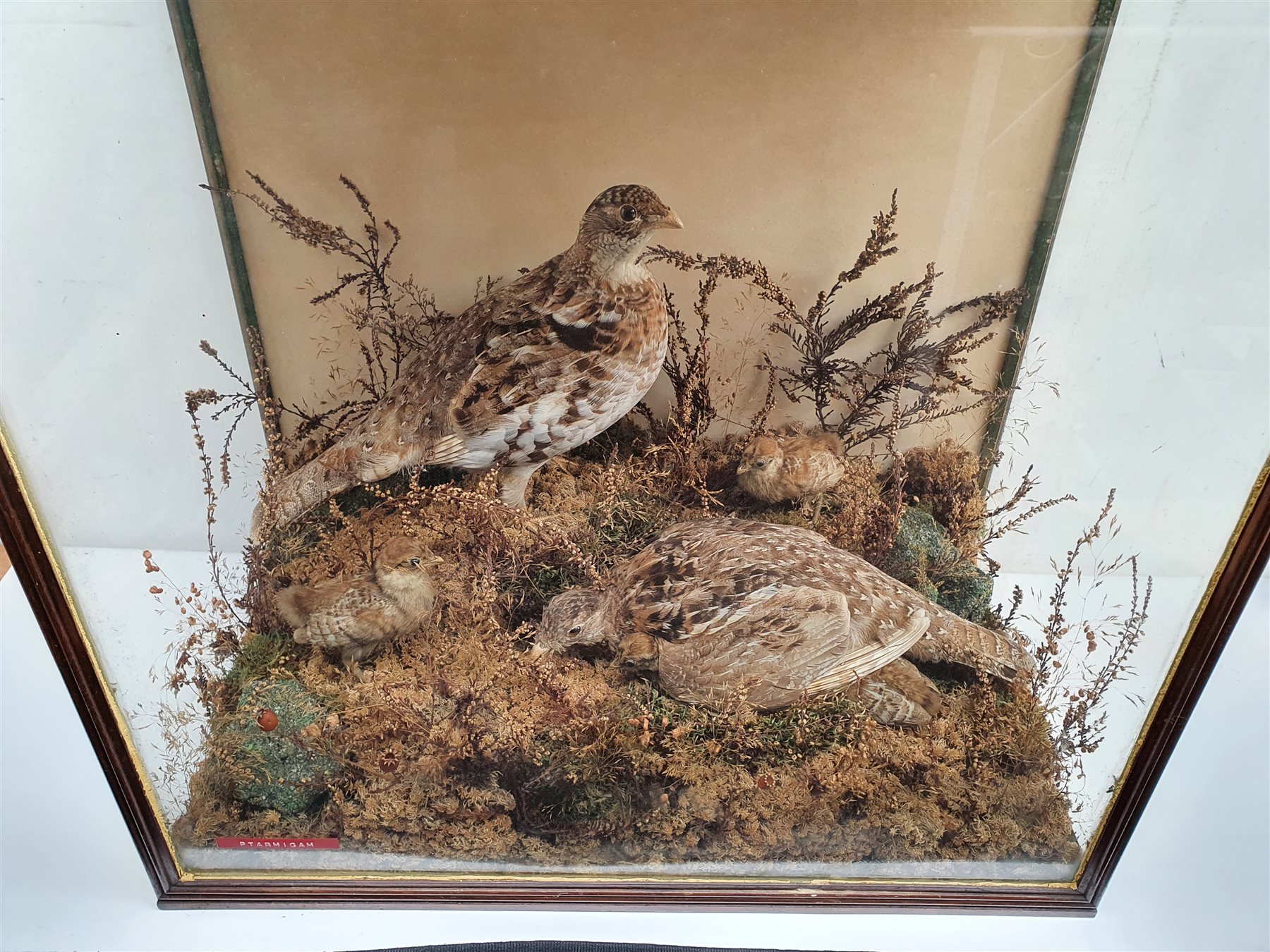 Taxidermy: Victorian cased family of Willow Ptarmigan (Lagopus lagopus) hen, cock, and four young, in naturalistic setting with naturalistic groundwork, detailed with grasses and other fauna, encased within a walnut three pane display case, H56.5cm L57.5cm D32cm 