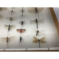 Entomology: Glazed entomology collector's drawer display of various Australian and African Locusts and Dragonflies, twenty-eight assorted specimens, collected from various regions of Australia and Africa, each with attached data labels, H42cm, L51cm