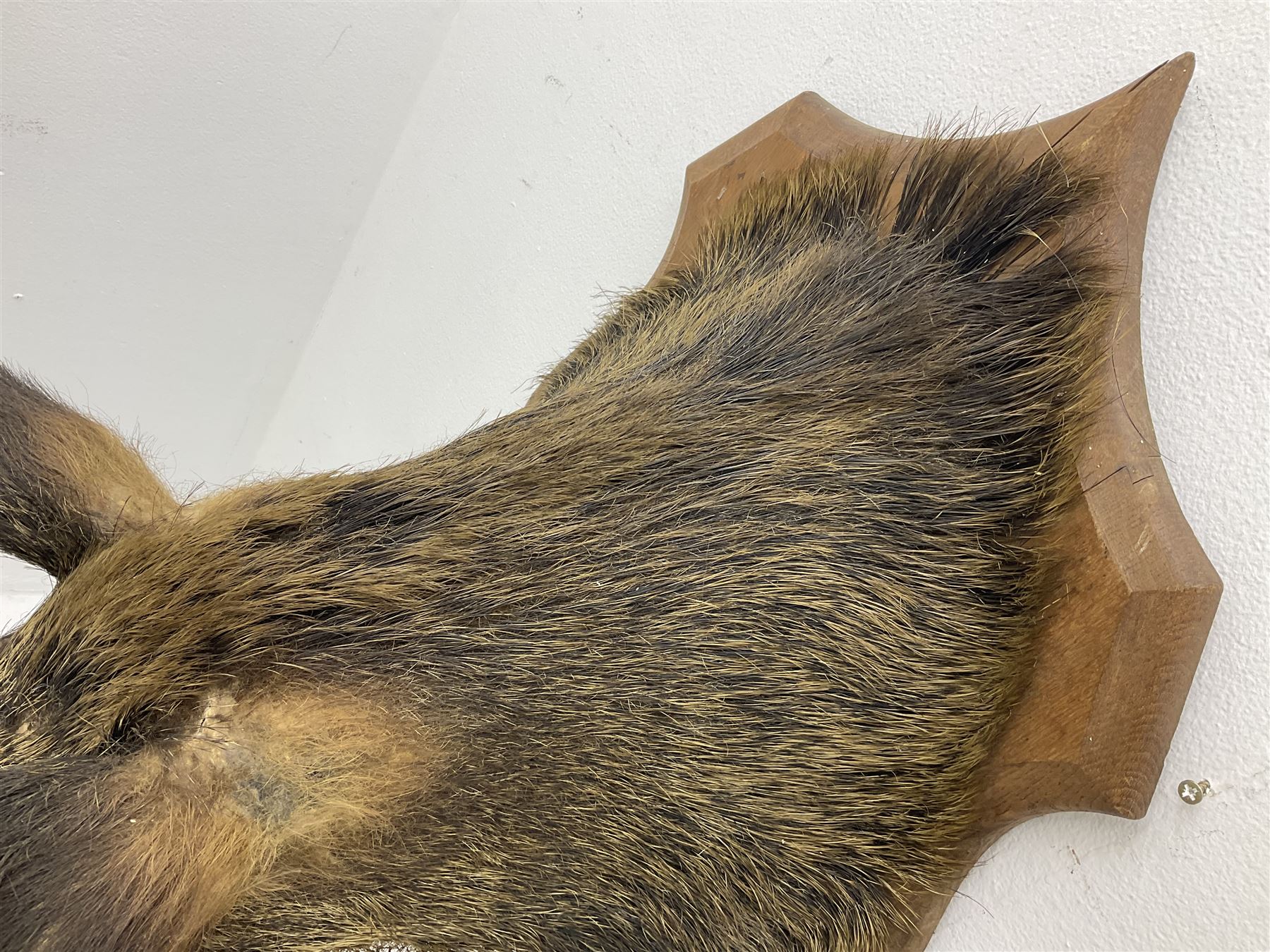 Taxidermy; European Wild Boar (Sus scrofa), adult shoulder mount looking straight ahead, with mouth agape, mounted upon a wooden shield, H70cm