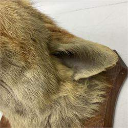 Taxidermy; Red Fox Mask (Vulpes vulpes) by Peter Spicer & Sons, Leamington, head turned to the left in snarling pose on oak shield with plaque 'Old Pumping Station Goathland March 31st 1933'